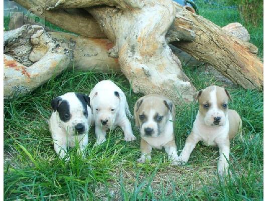 PoulaTo: American Pitbull Terrier